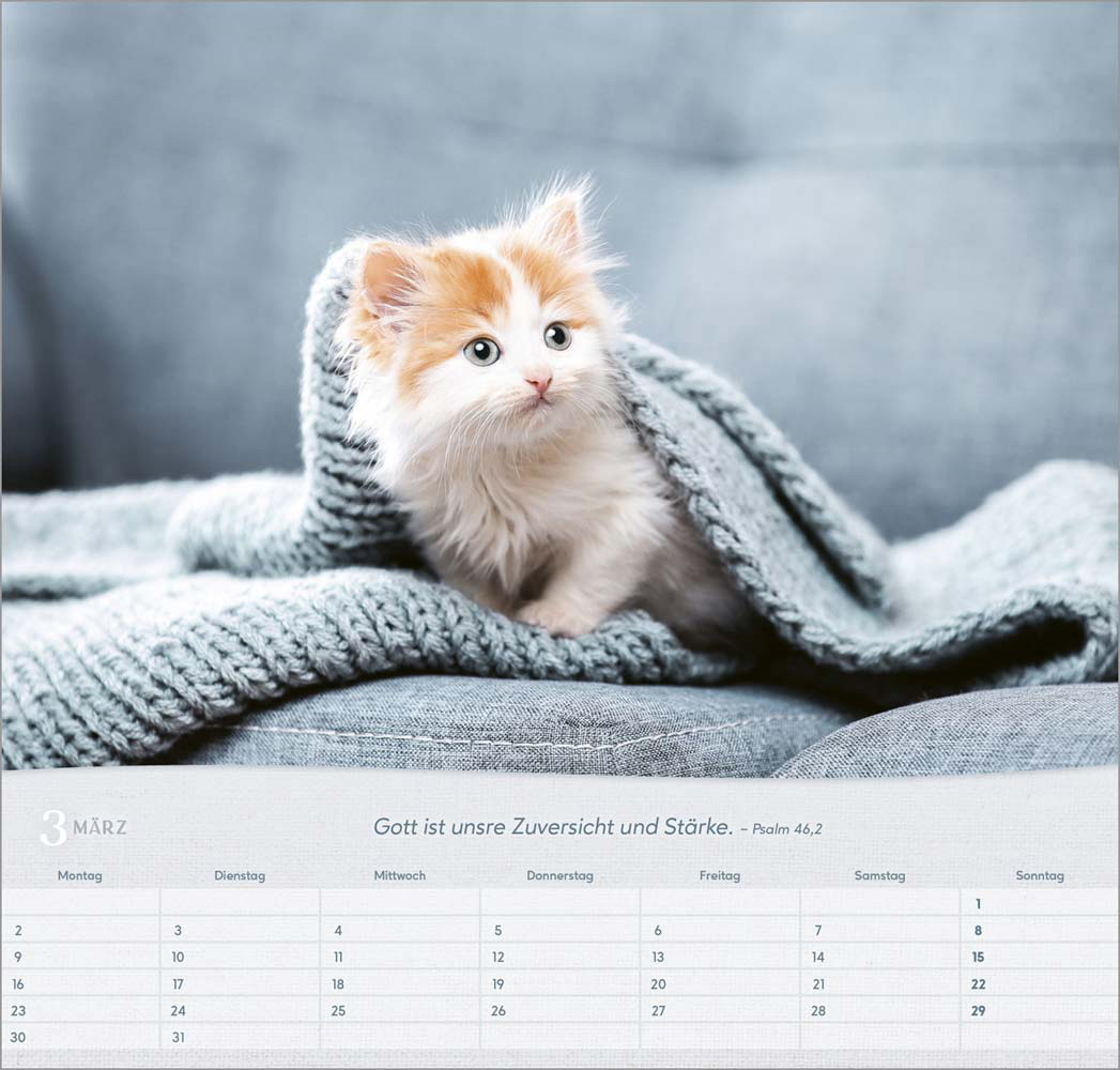 Katzen 2026 - Wandkalender
