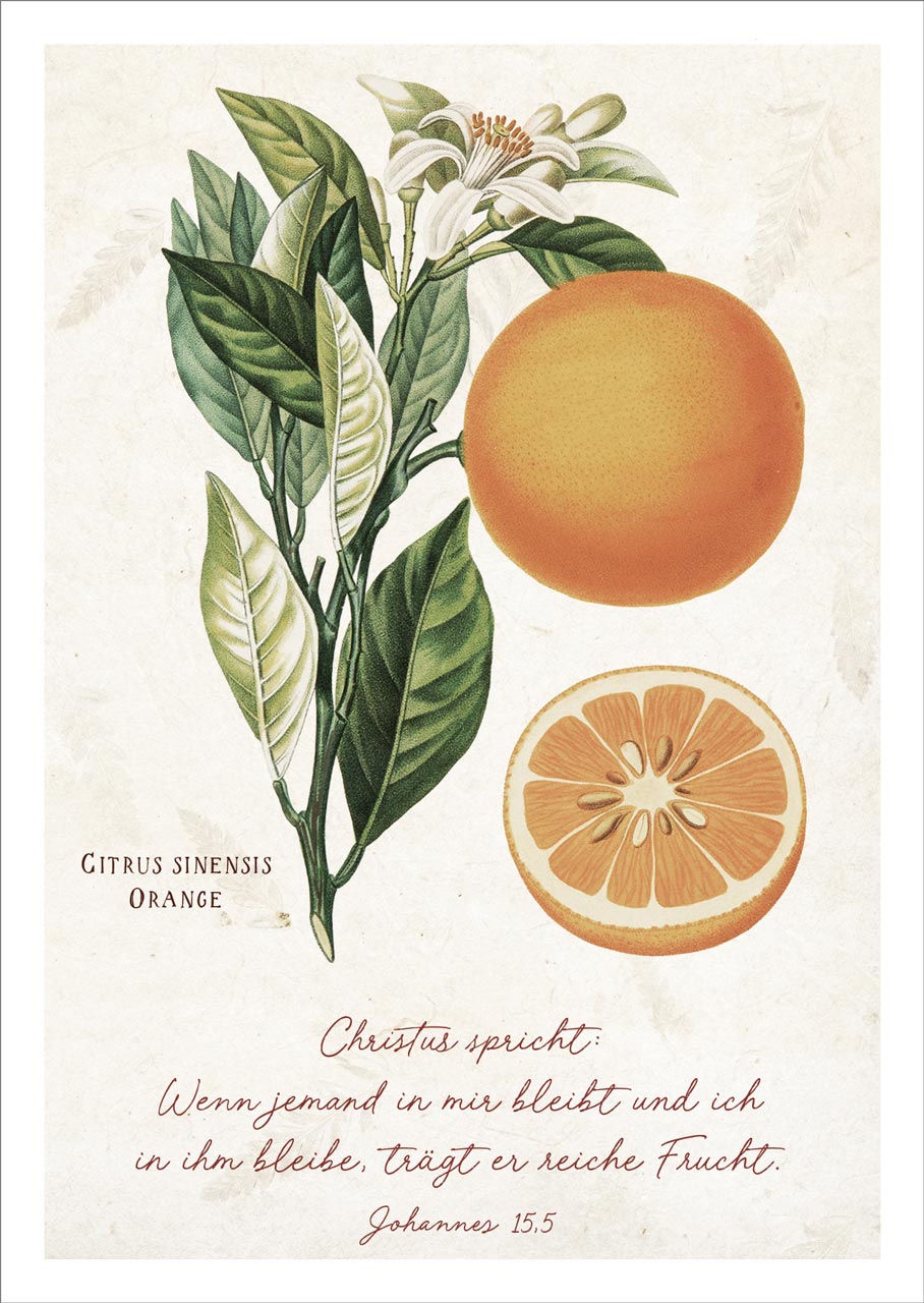 Postkarte "Reiche Frucht"