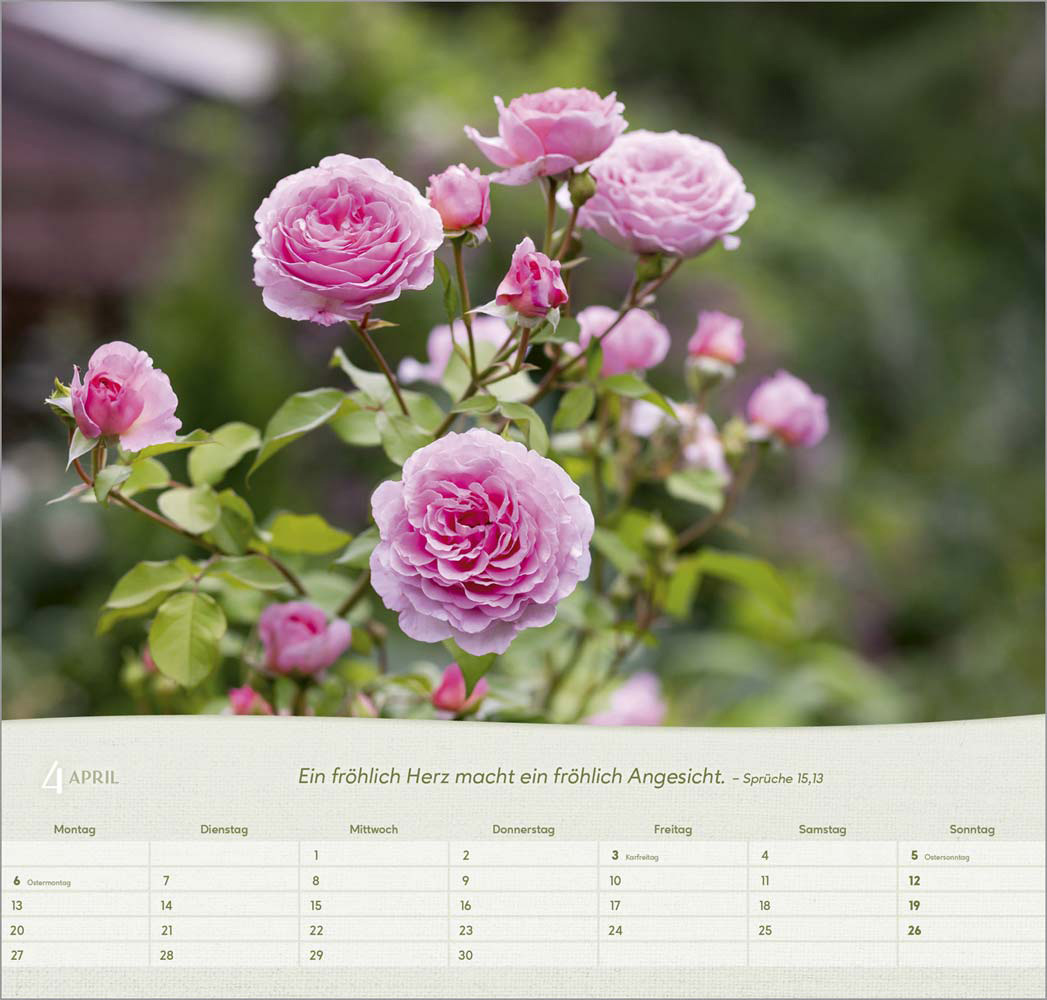 Rosen 2026 - Wandkalender