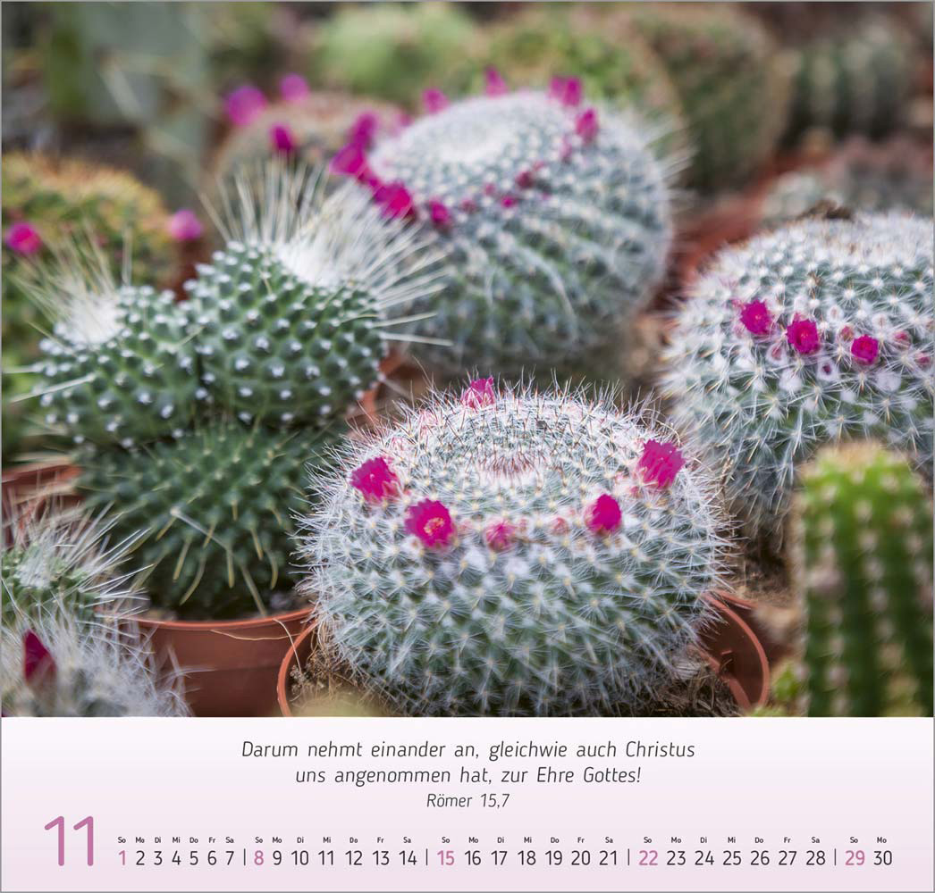 Impressionen Blumen 2026