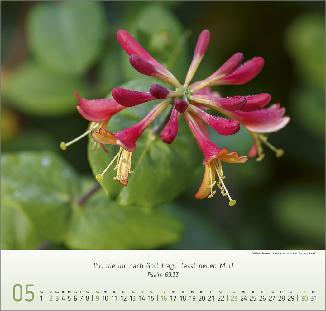 Impressionen Blumen 2027