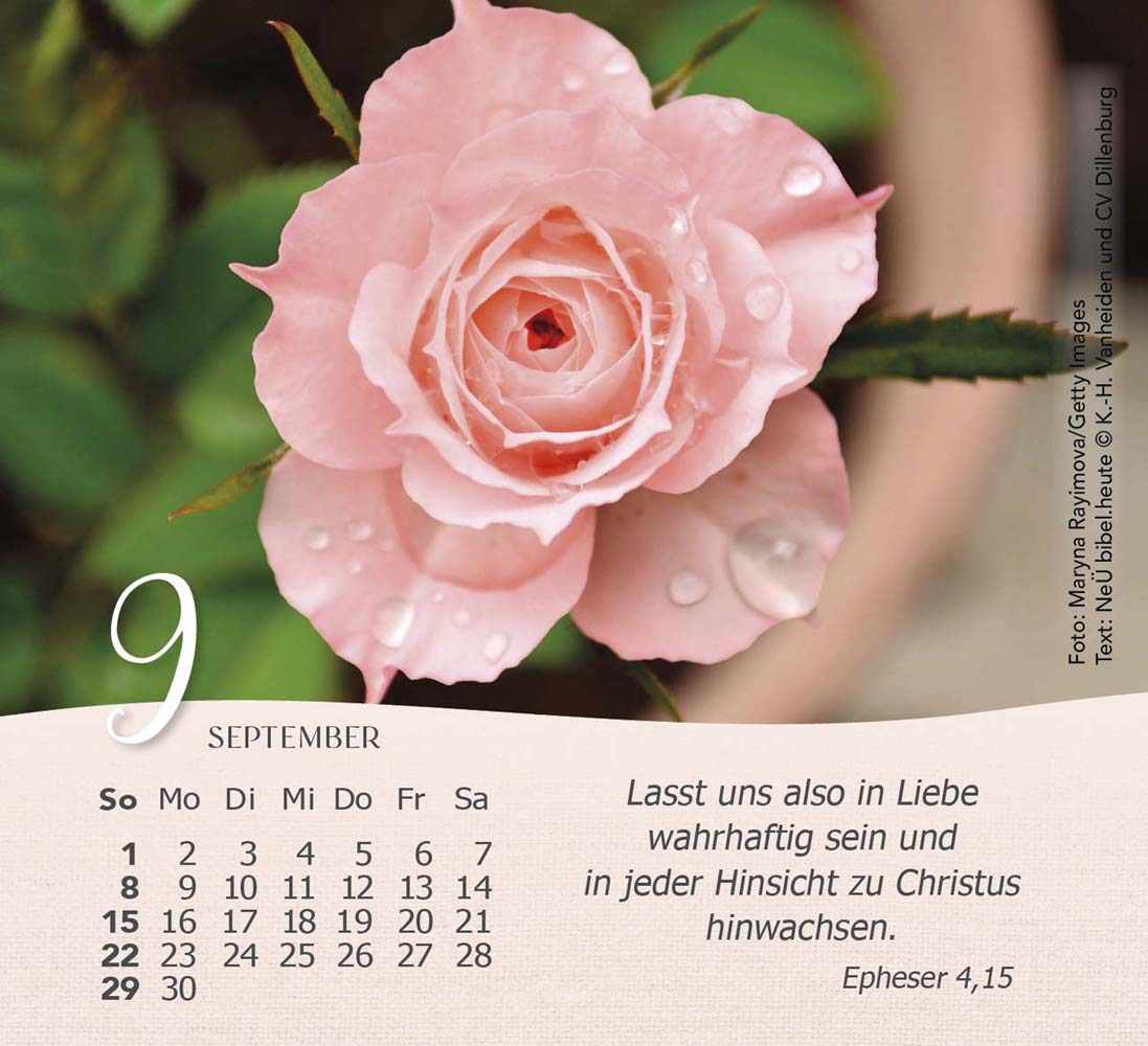 Rosen 2024 - Tischkalender Rosen 2024 - Tischkalender
