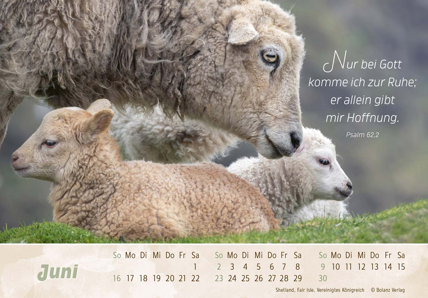 Der Gute Hirte 2024 - Postkartenkalender Der Gute Hirte 2024 - Postkartenkalender
