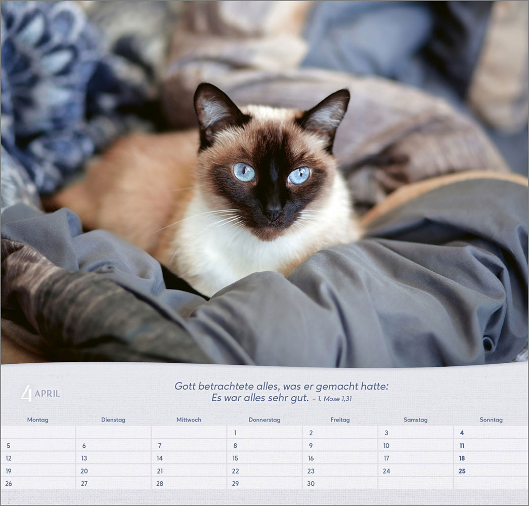 Katzen 2027 - Wandkalender