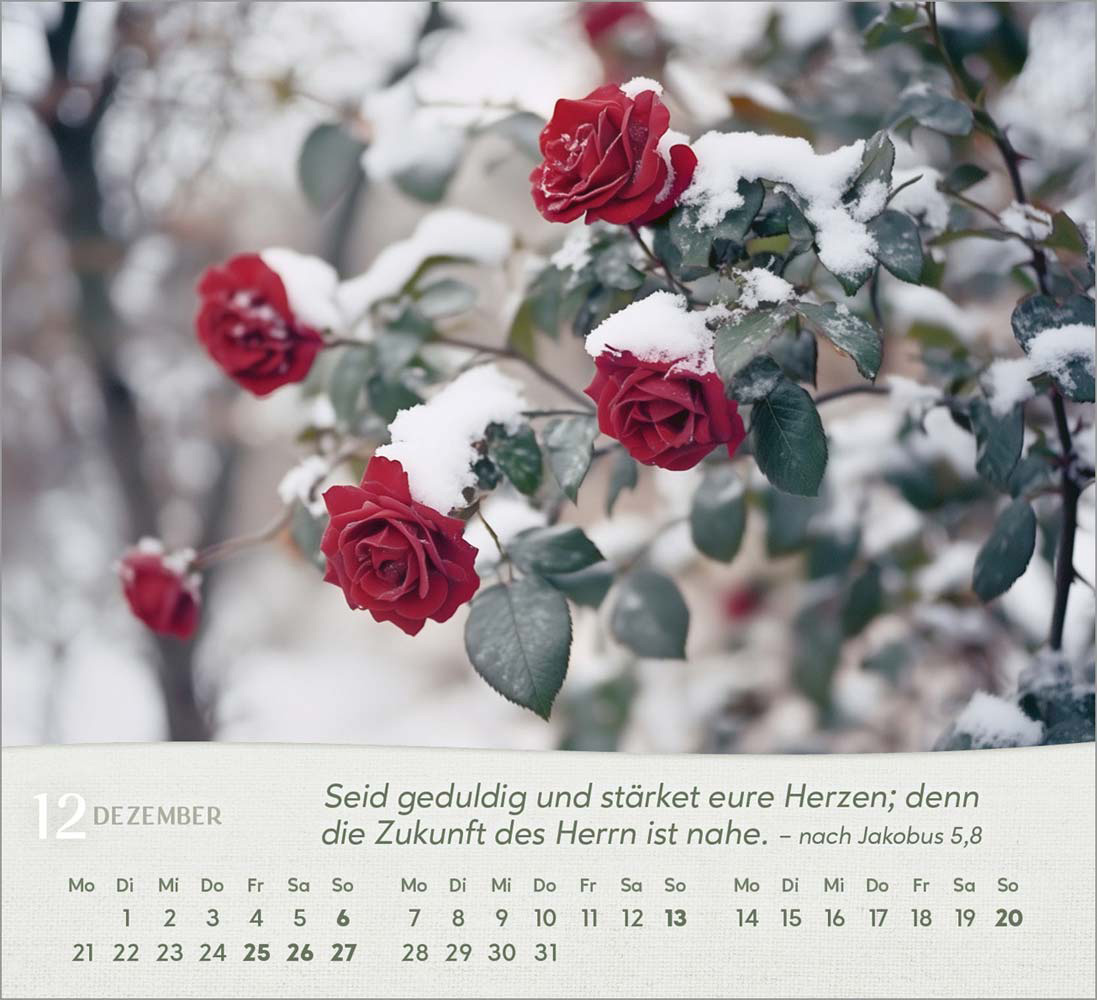 Rosen 2026 - Tischkalender