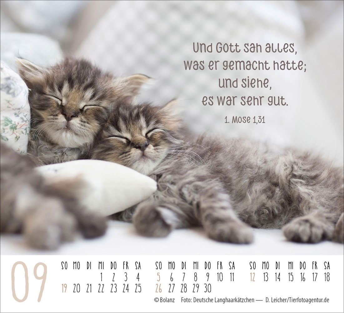 Katzen 2027 - Minikalender