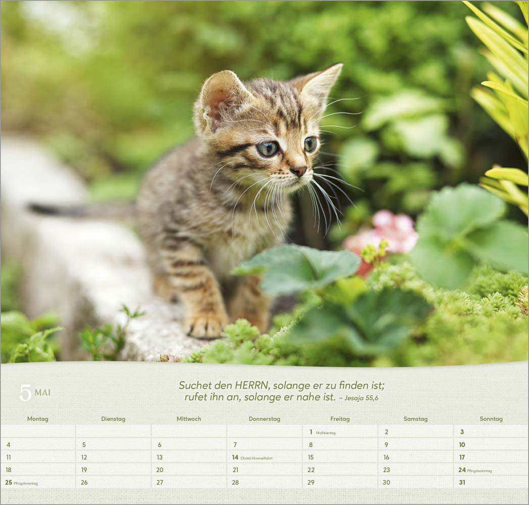 Katzen 2026 - Wandkalender