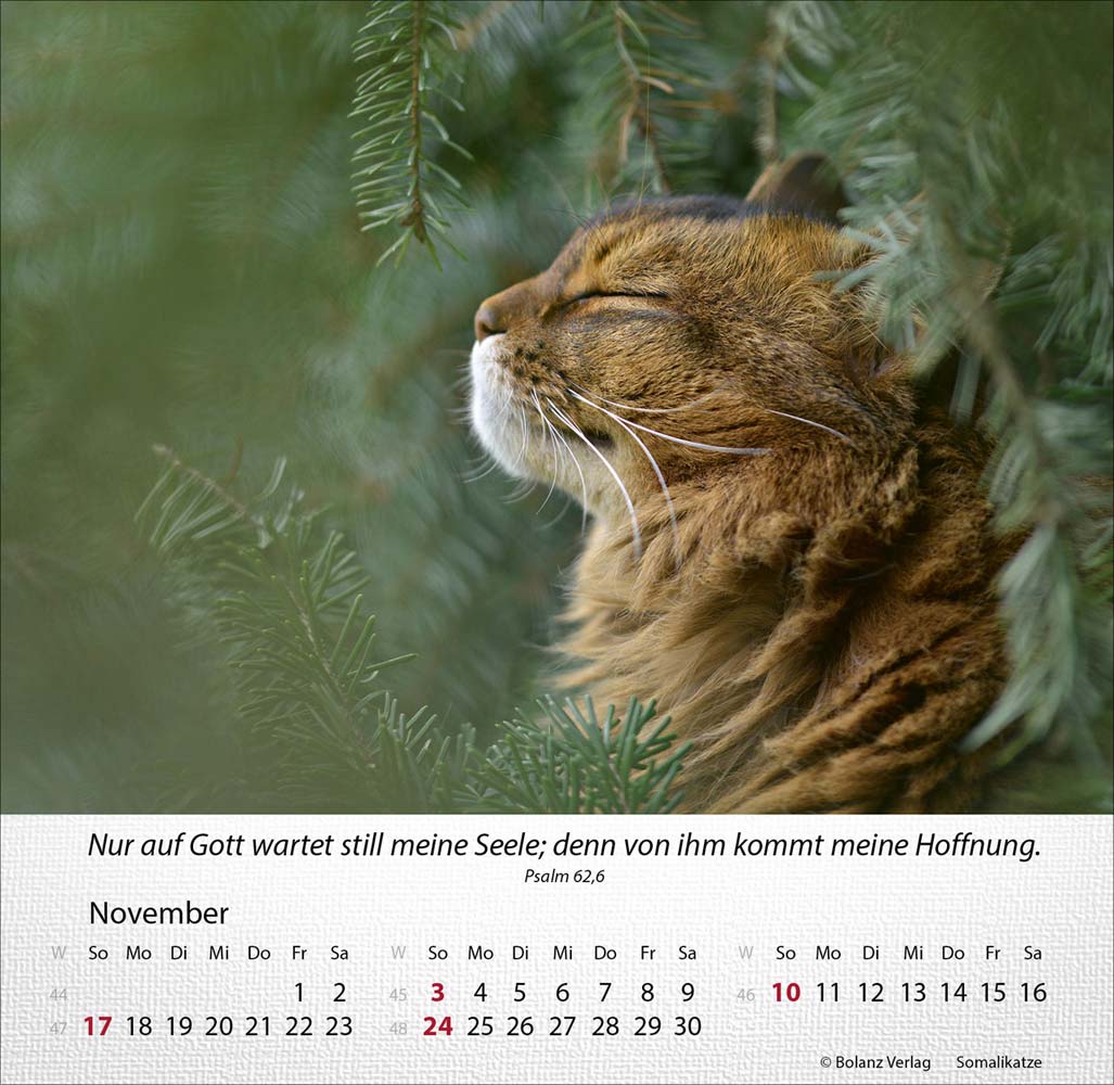 Katzen 2024 - Tischkalender Katzen 2024 - Tischkalender