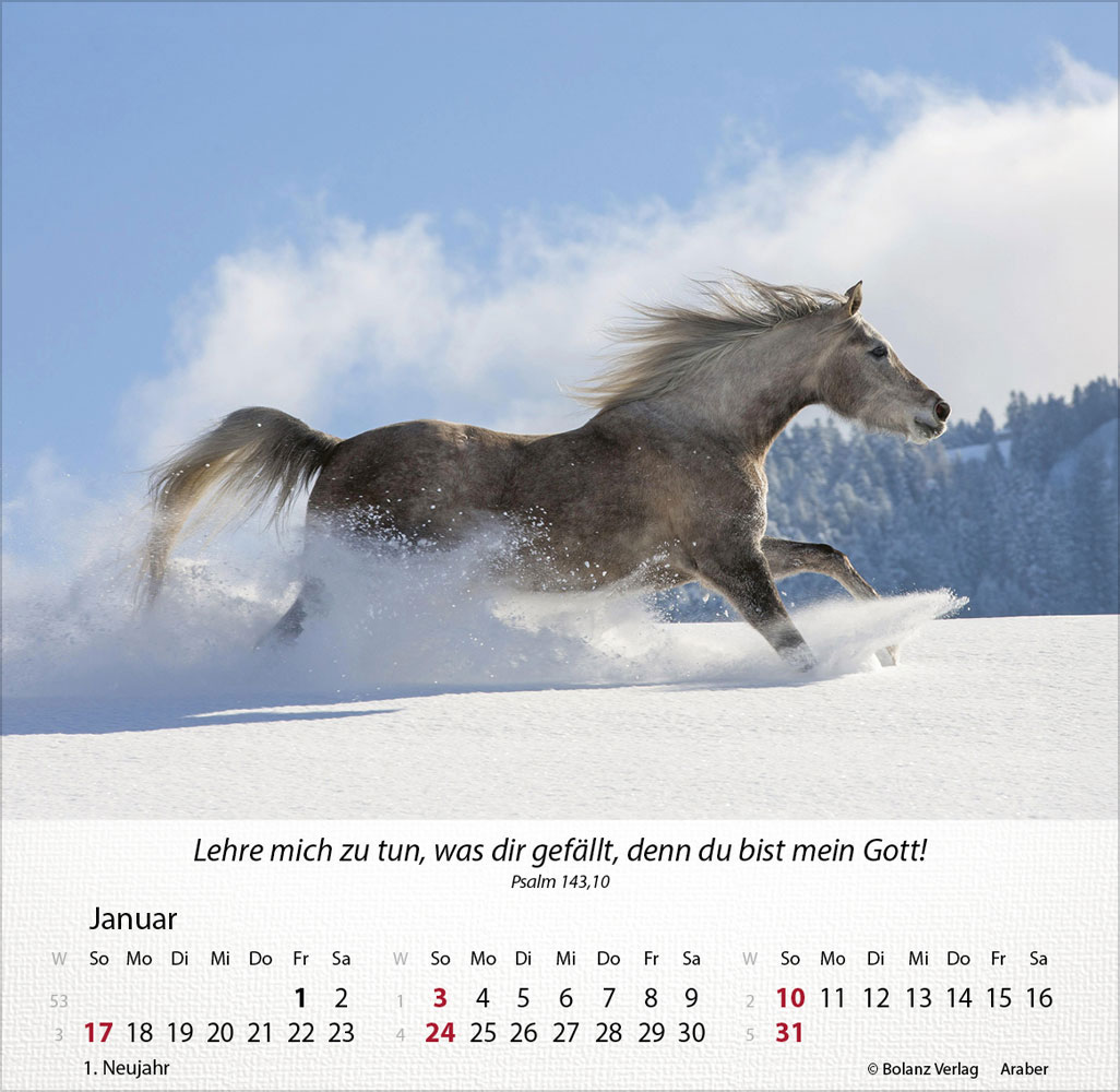Pferde 2027 - Tischkalender