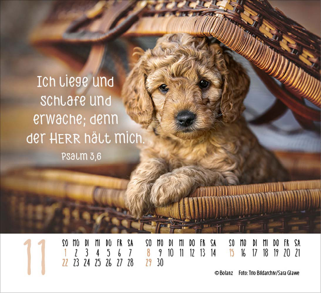 Hunde 2026 - Minikalender Hunde 2026 - Minikalender