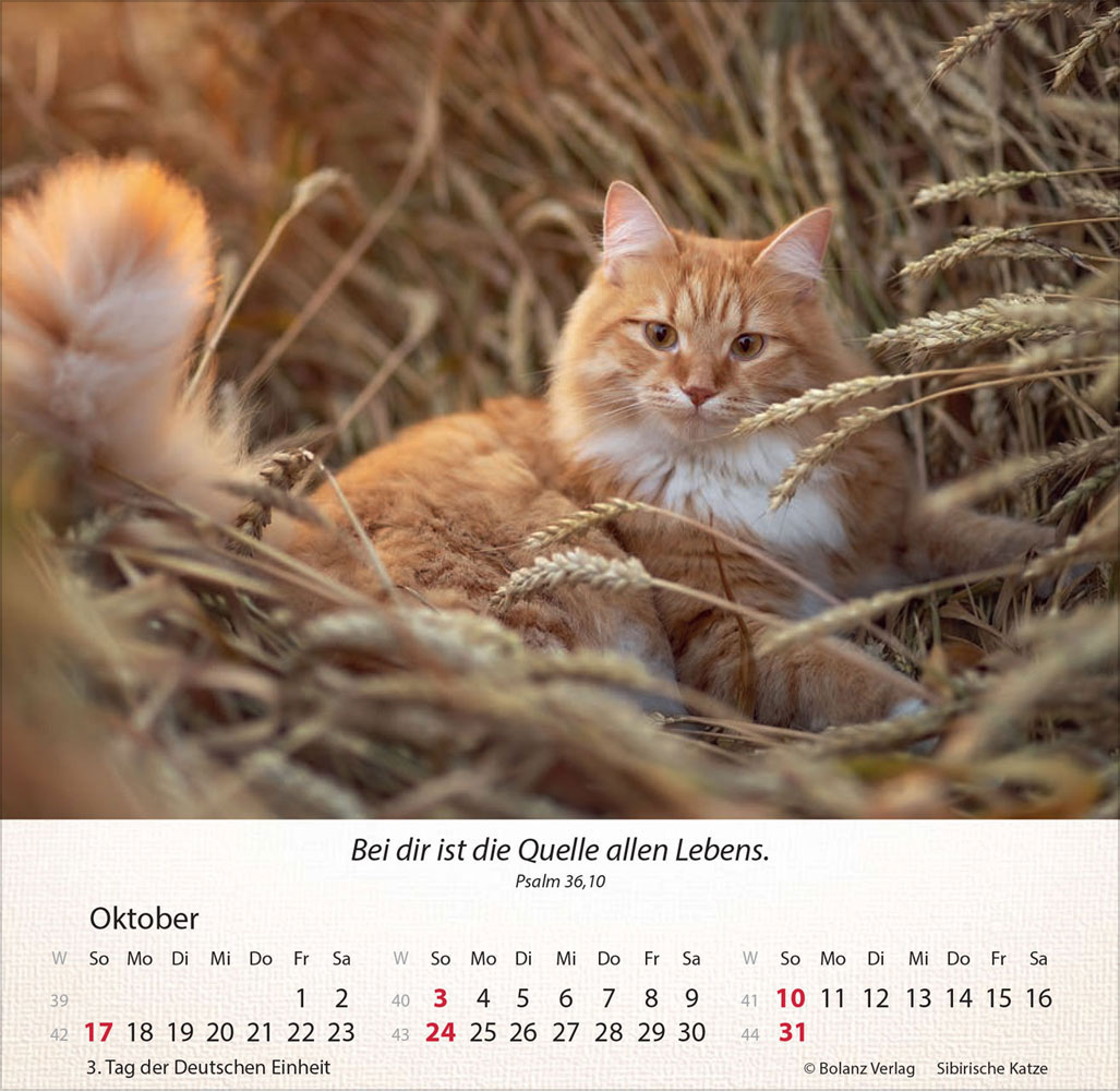 Katzen 2027 - Tischkalender