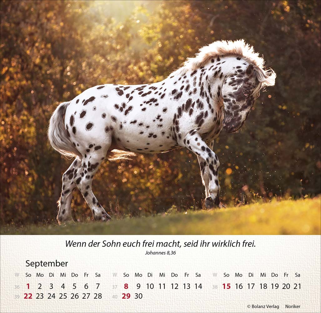 Pferde 2024 - Tischkalender Pferde 2024 - Tischkalender