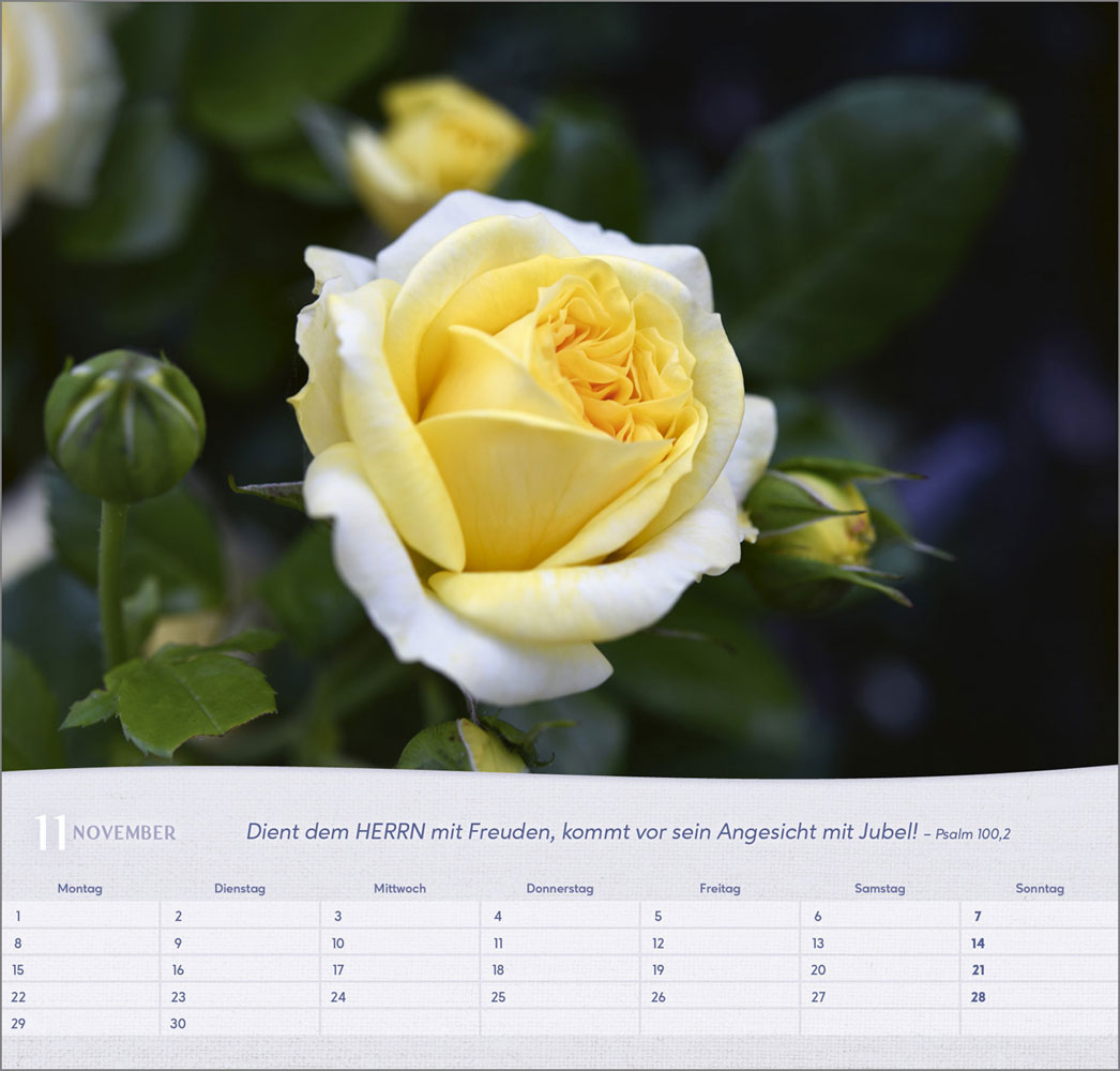 Rosen 2027 - Wandkalender