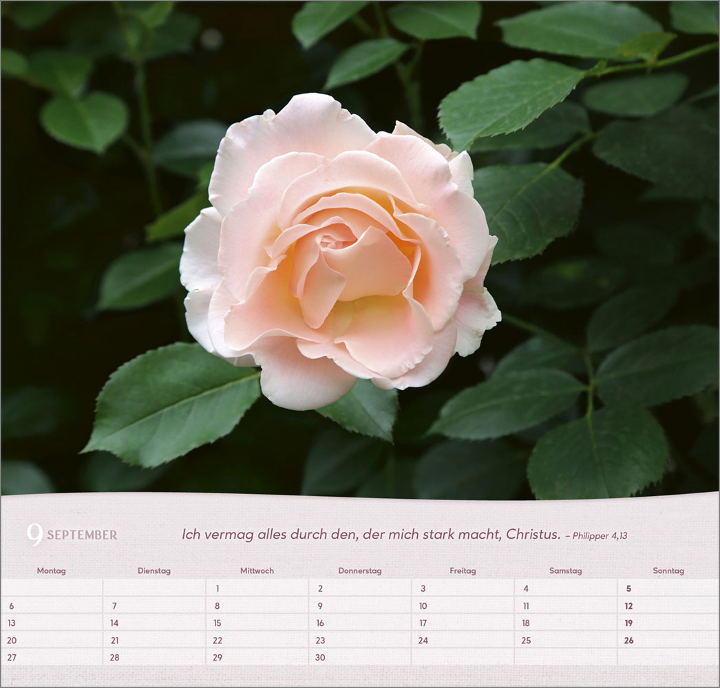 Rosen 2027 - Wandkalender