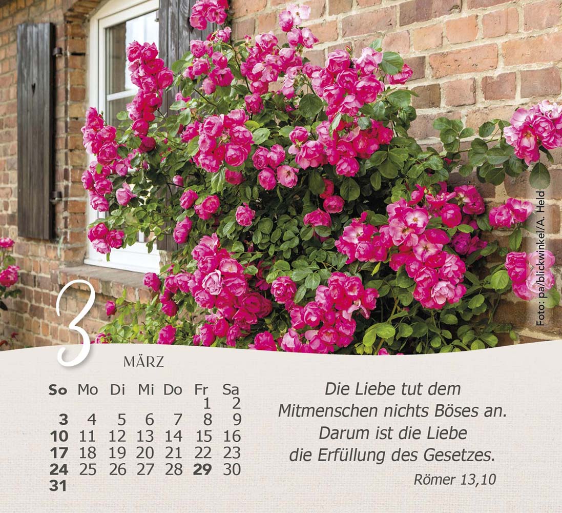 Rosen 2024 - Tischkalender Rosen 2024 - Tischkalender