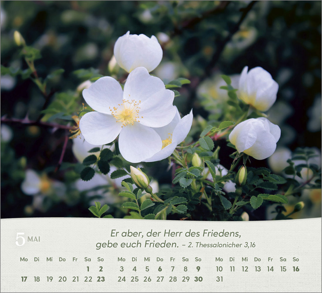 Rosen 2027 - Tischkalender