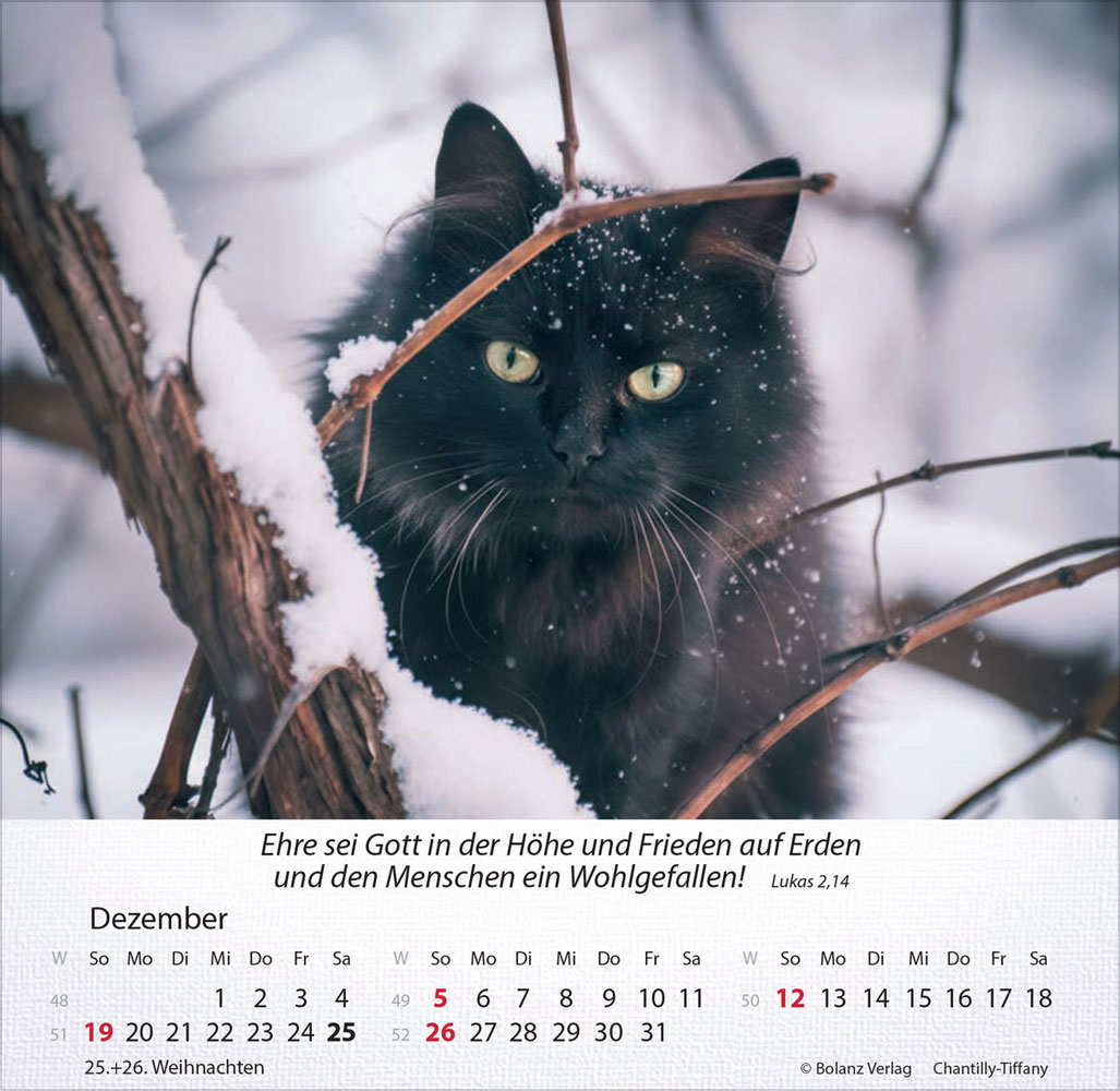 Katzen 2027 - Tischkalender