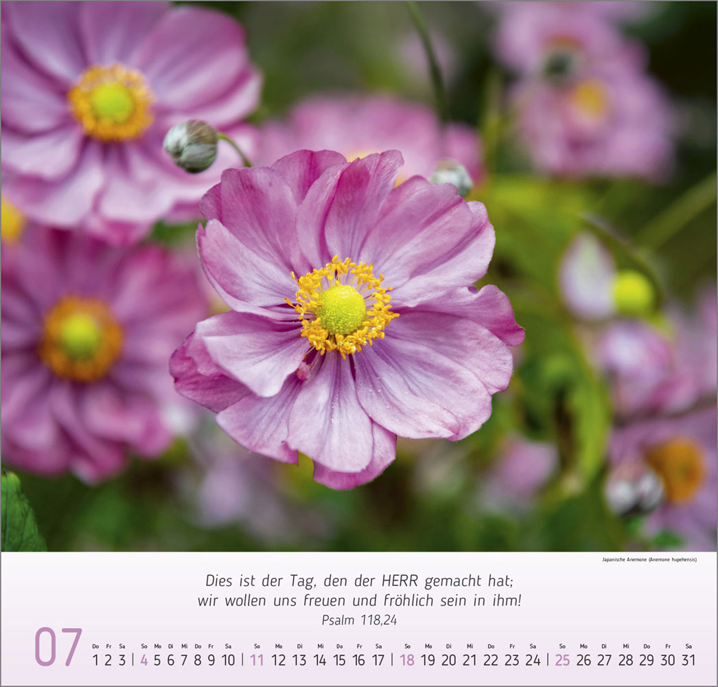 Impressionen Blumen 2027