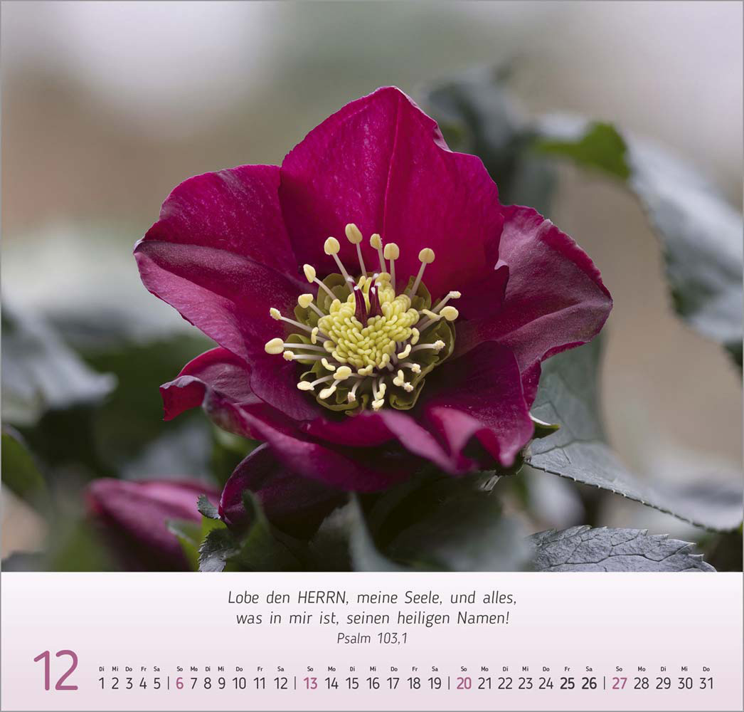 Impressionen Blumen 2026