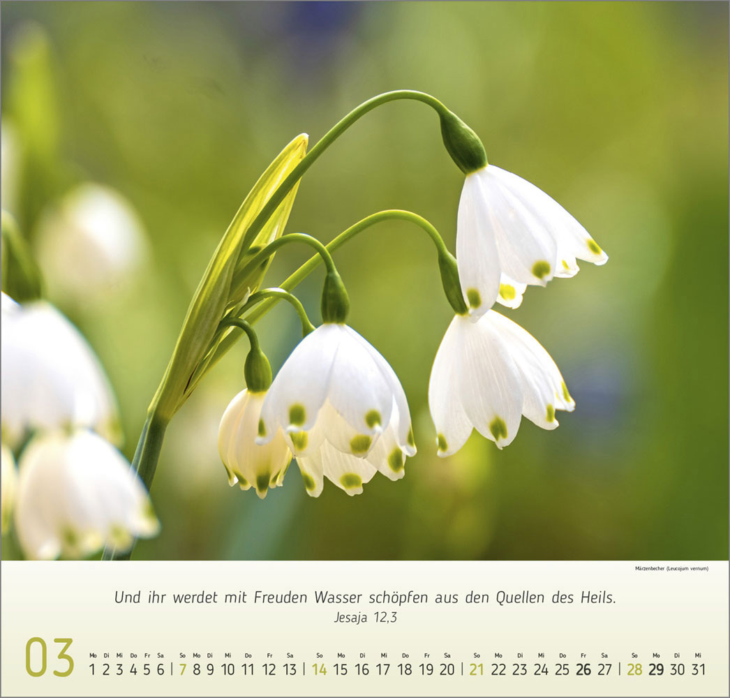 Impressionen Blumen 2027