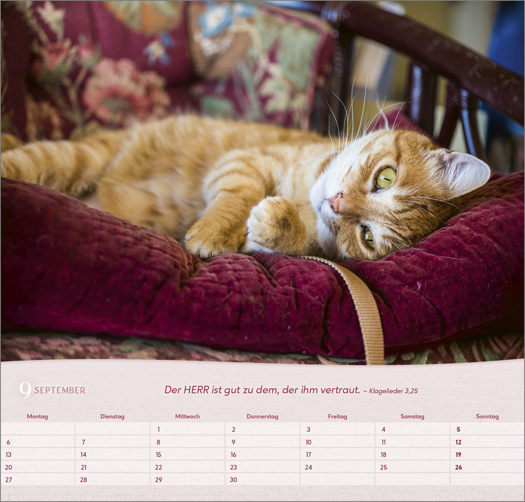 Katzen 2027 - Wandkalender