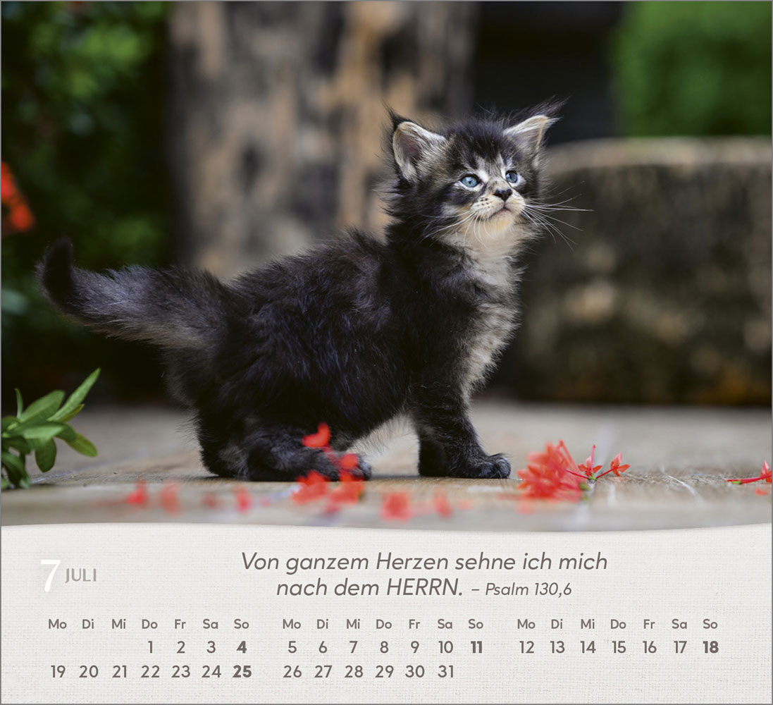 Katzen 2027 - Tischkalender