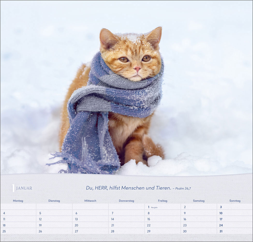Katzen 2027 - Wandkalender