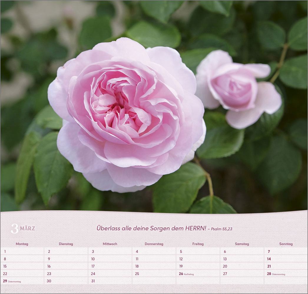 Rosen 2027 - Wandkalender