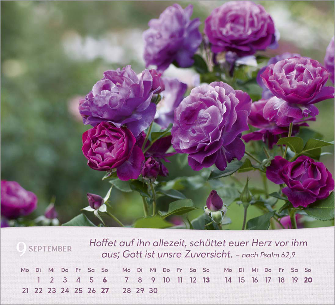 Rosen 2026 - Tischkalender
