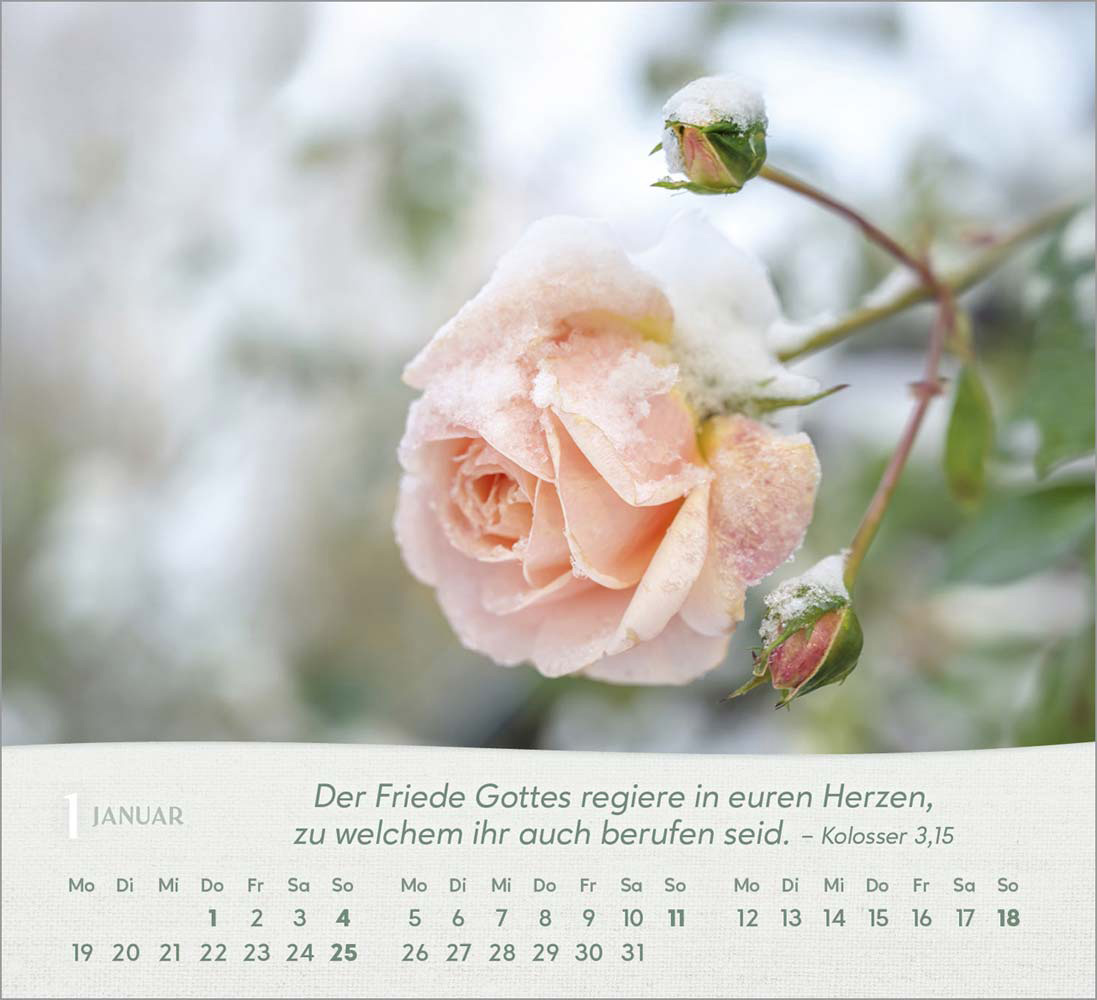 Rosen 2026 - Tischkalender