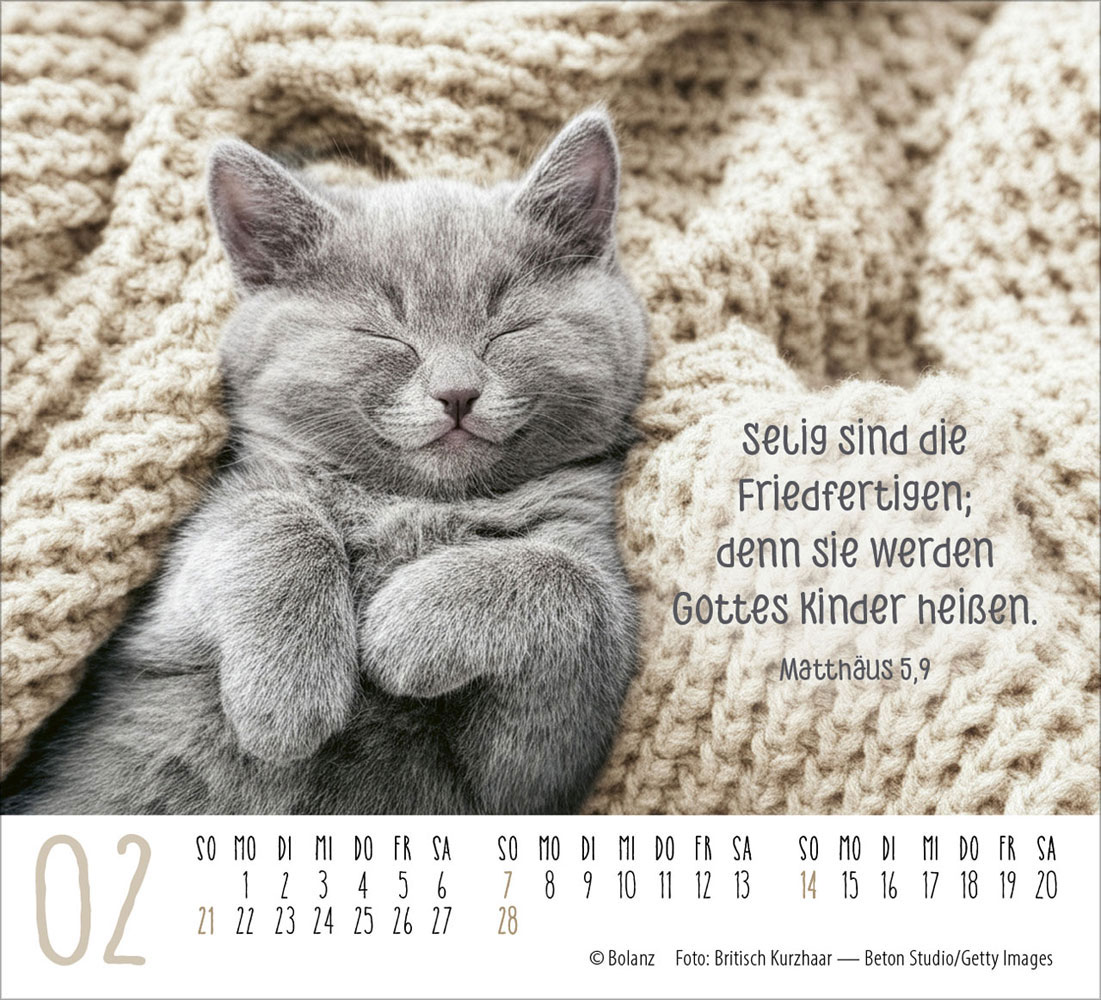 Katzen 2027 - Minikalender