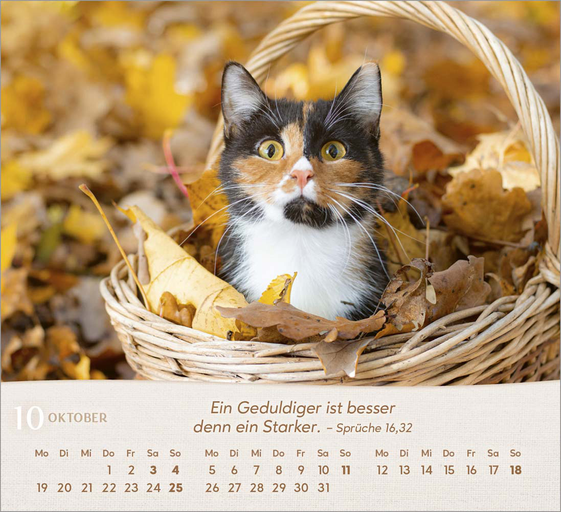 Katzen 2026 - Tischkalender