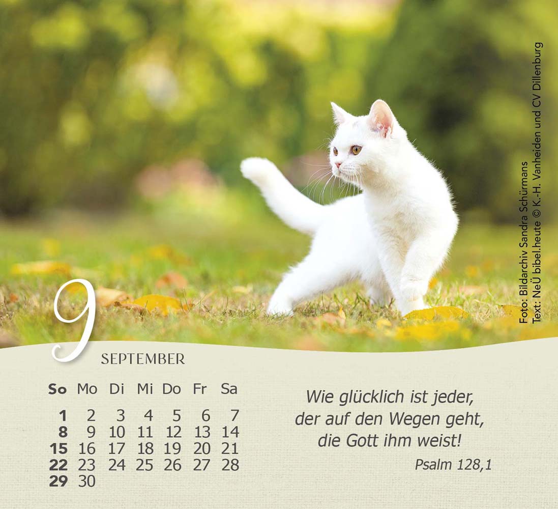 Katzen 2024 - Tischkalender Katzen 2024 - Tischkalender