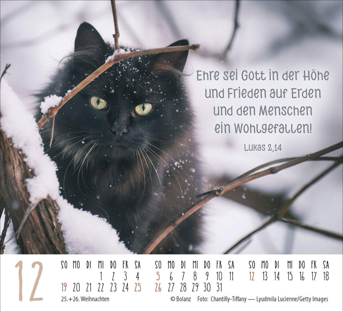Katzen 2027 - Minikalender