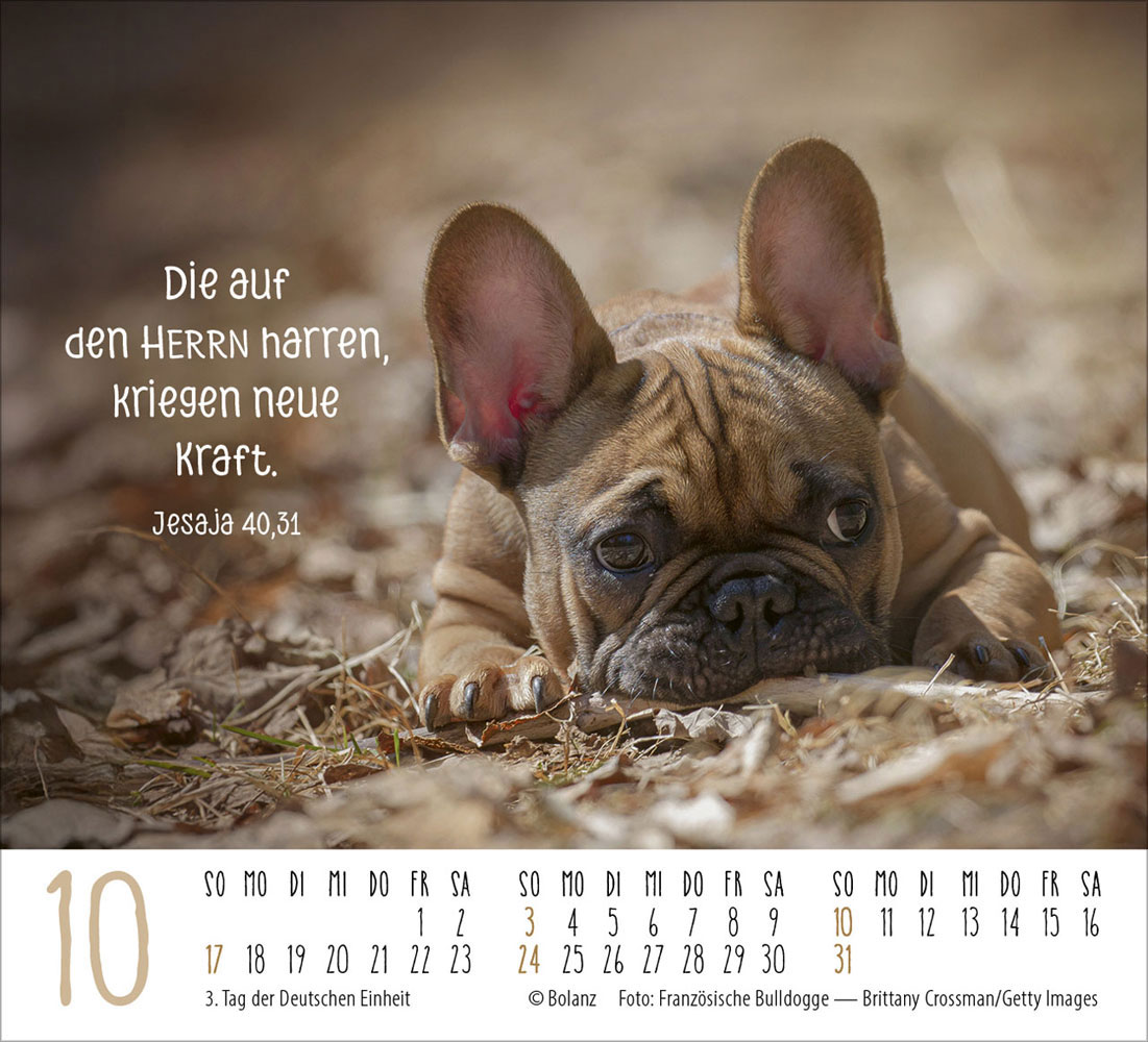 Hunde 2027 - Minikalender