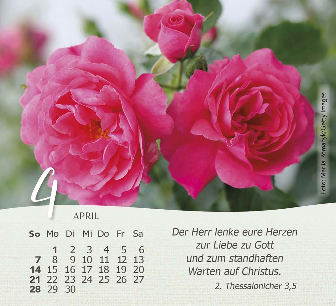 Rosen 2024 - Tischkalender Rosen 2024 - Tischkalender