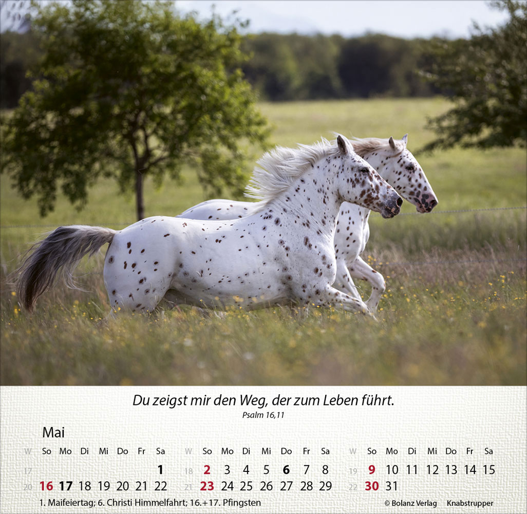 Pferde 2027 - Tischkalender