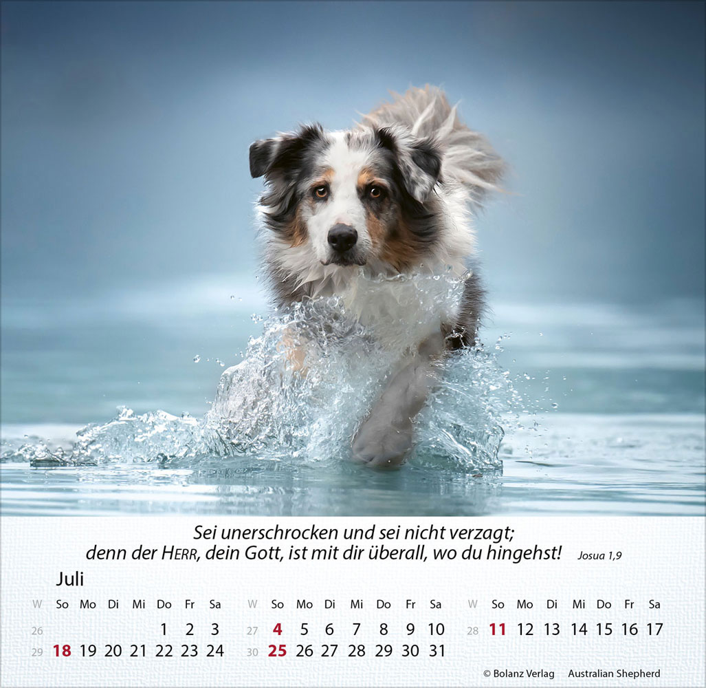 Hunde 2027 - Tischkalender