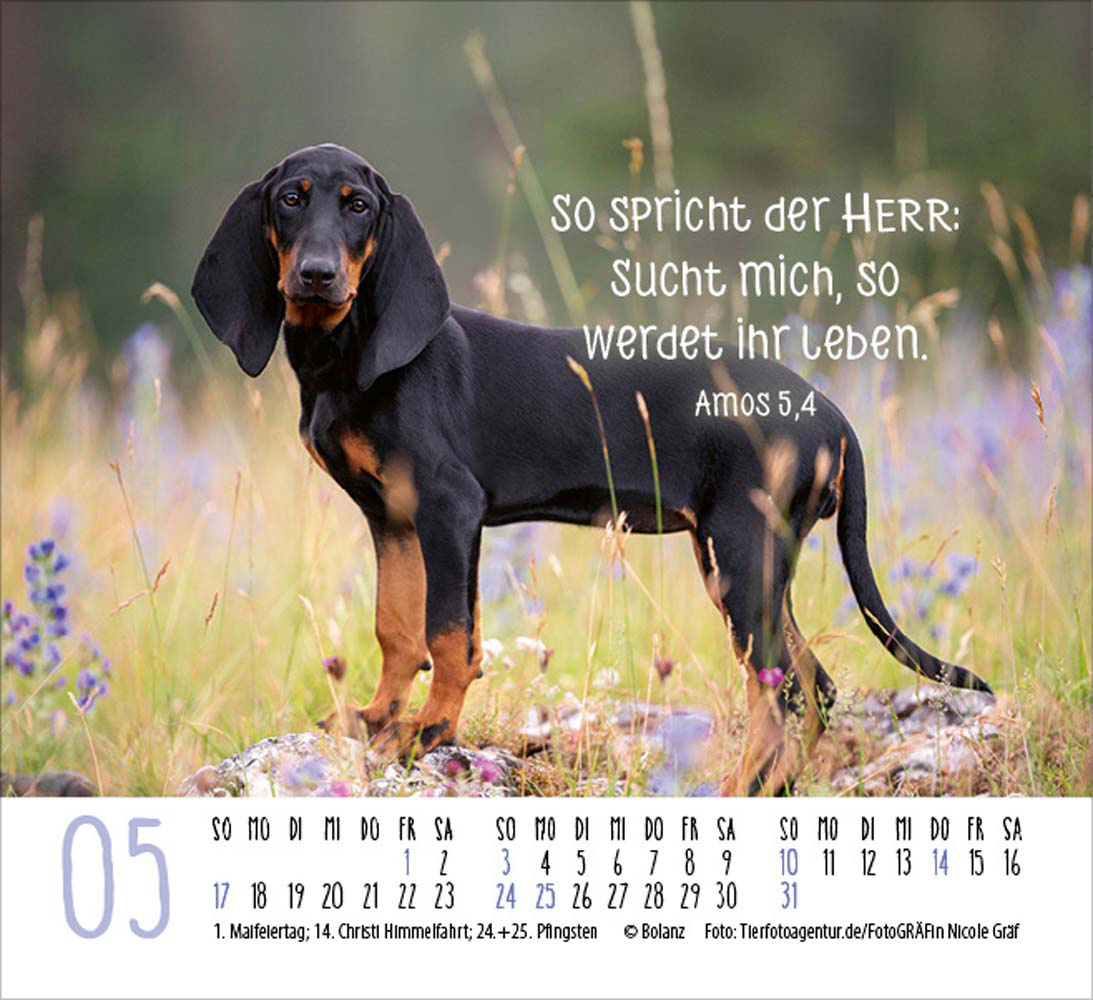 Hunde 2026 - Minikalender Hunde 2026 - Minikalender
