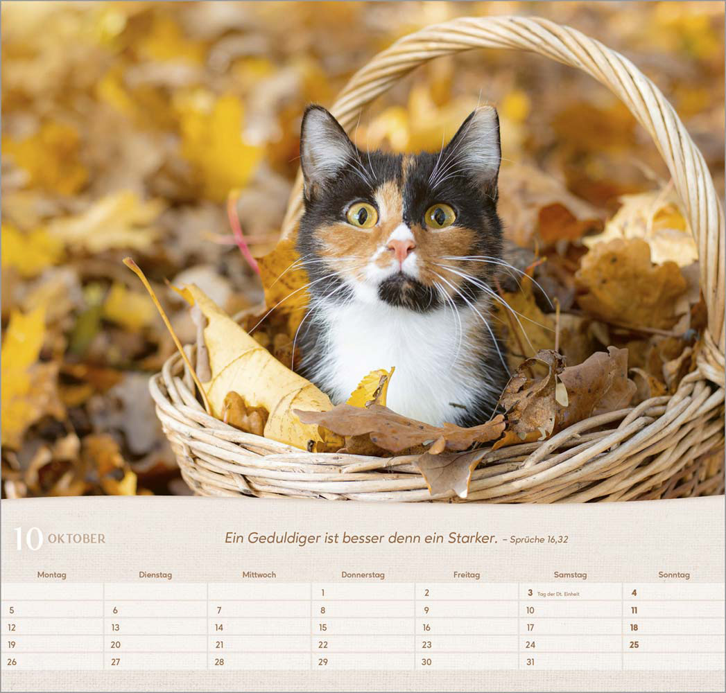 Katzen 2026 - Wandkalender