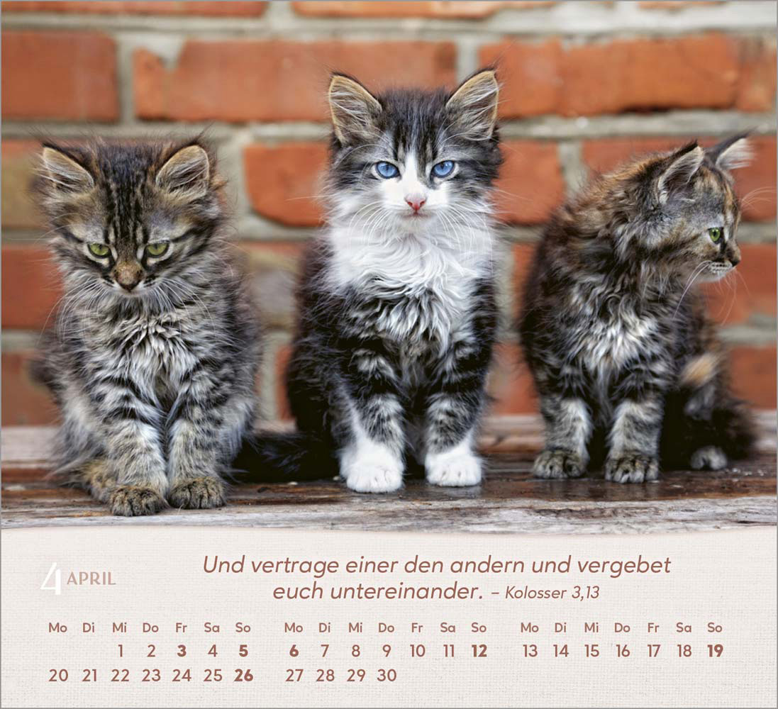 Katzen 2026 - Tischkalender