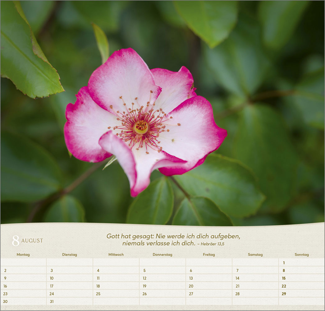 Rosen 2027 - Wandkalender