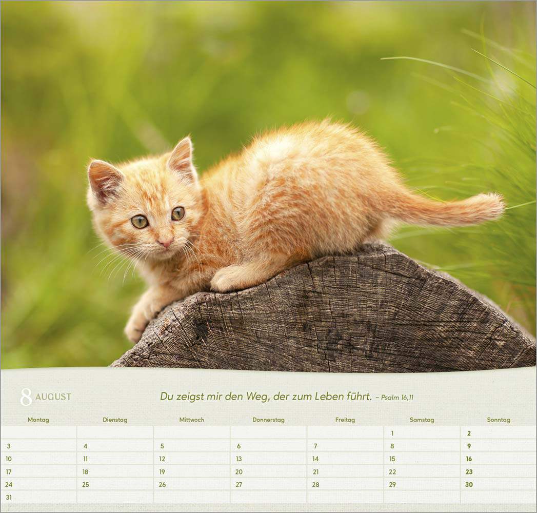 Katzen 2026 - Wandkalender
