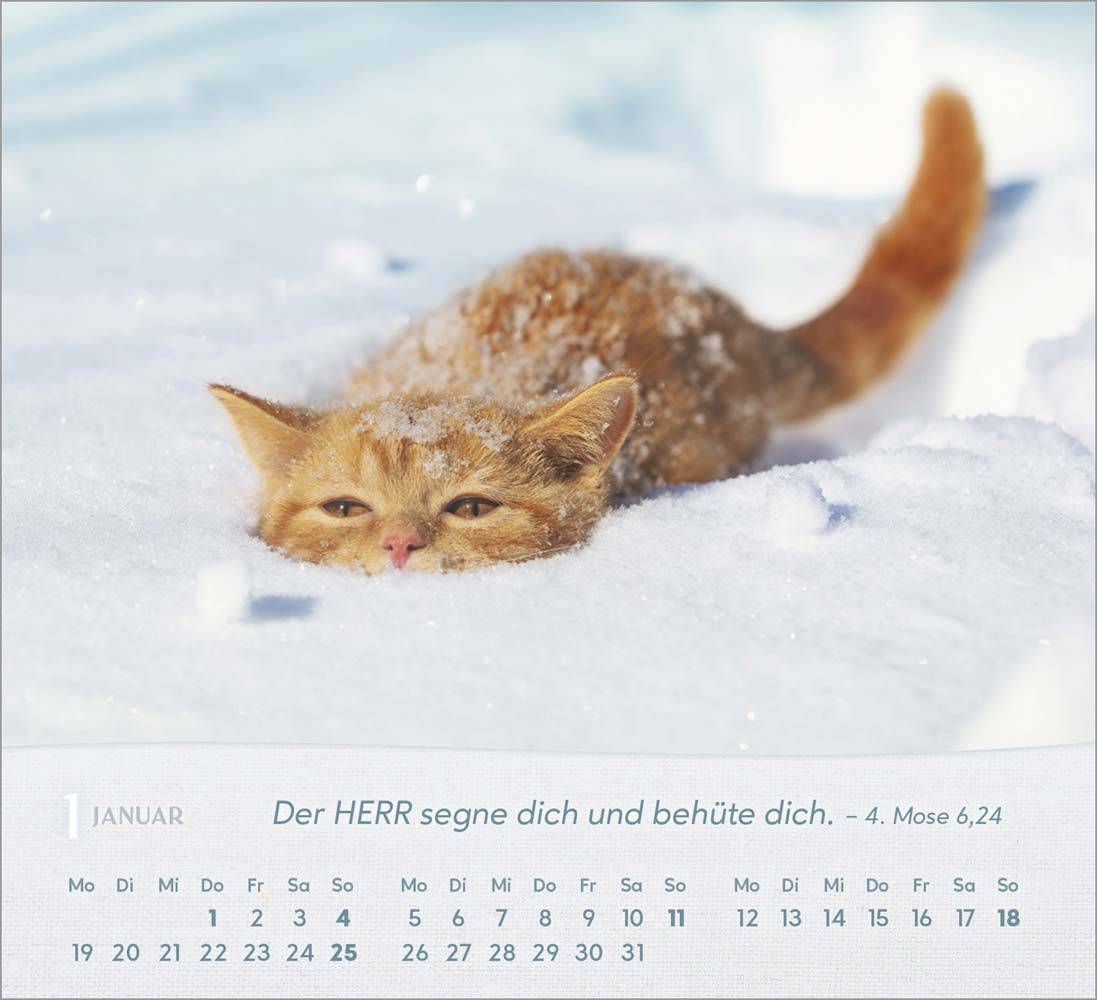 Katzen 2026 - Tischkalender