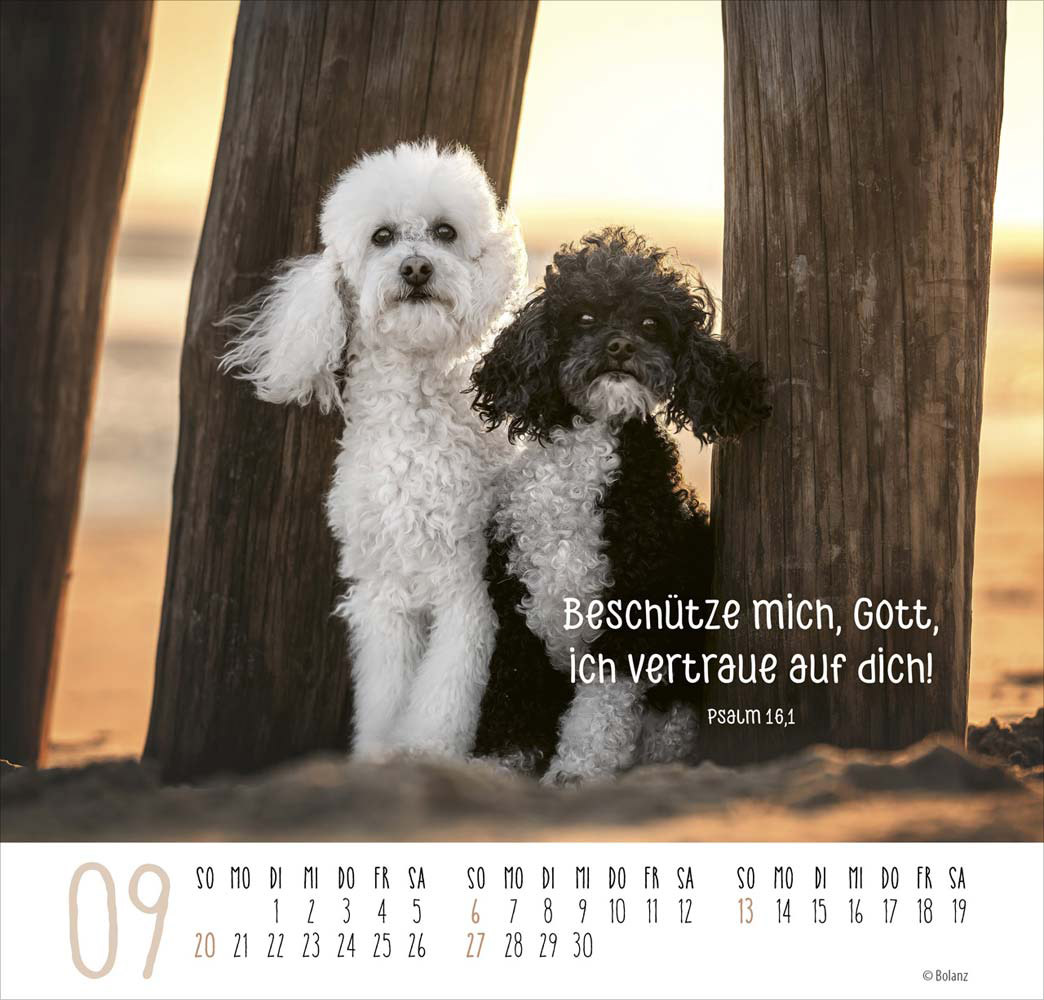 Beste Freunde - Ich mag dich  2026 - Posterkalender