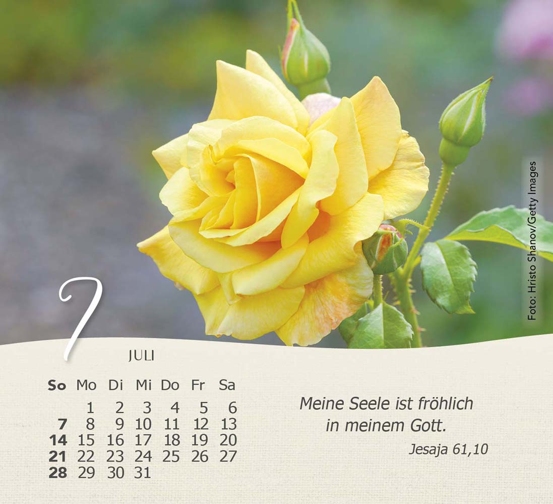 Rosen 2024 - Tischkalender Rosen 2024 - Tischkalender