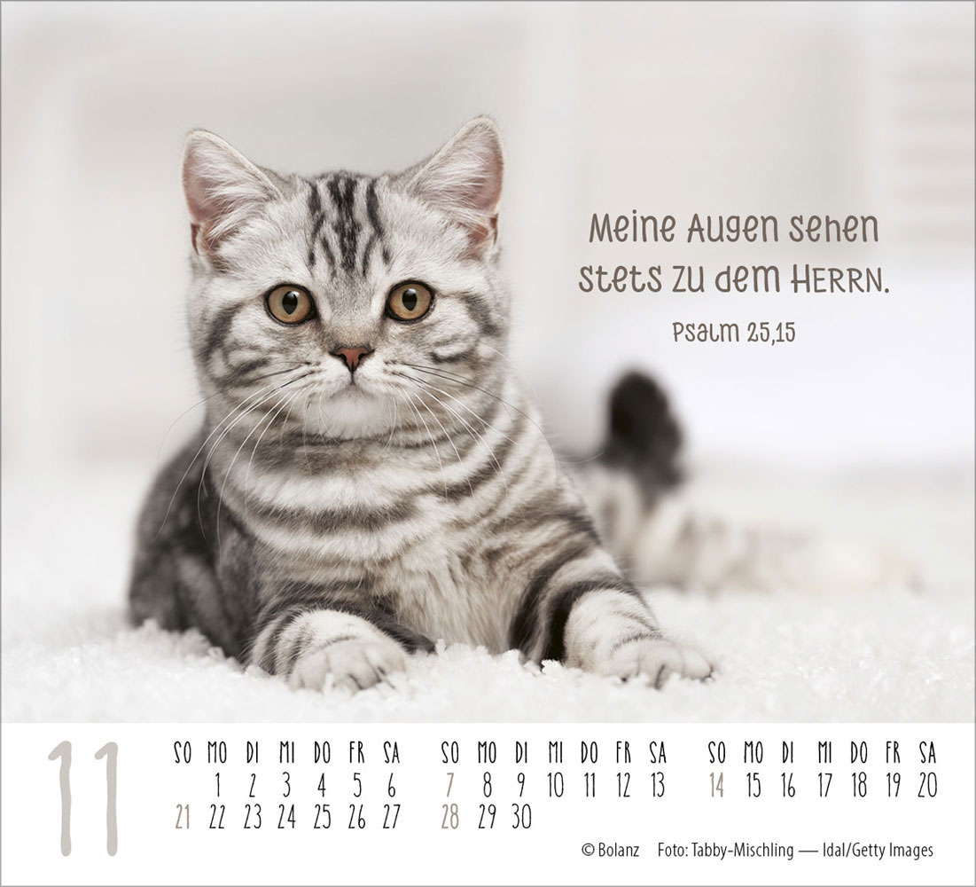 Katzen 2027 - Minikalender