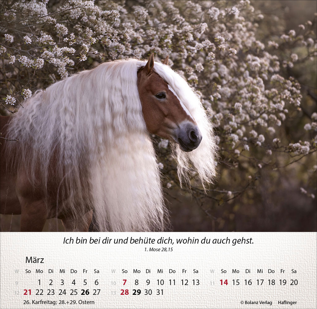 Pferde 2027 - Tischkalender