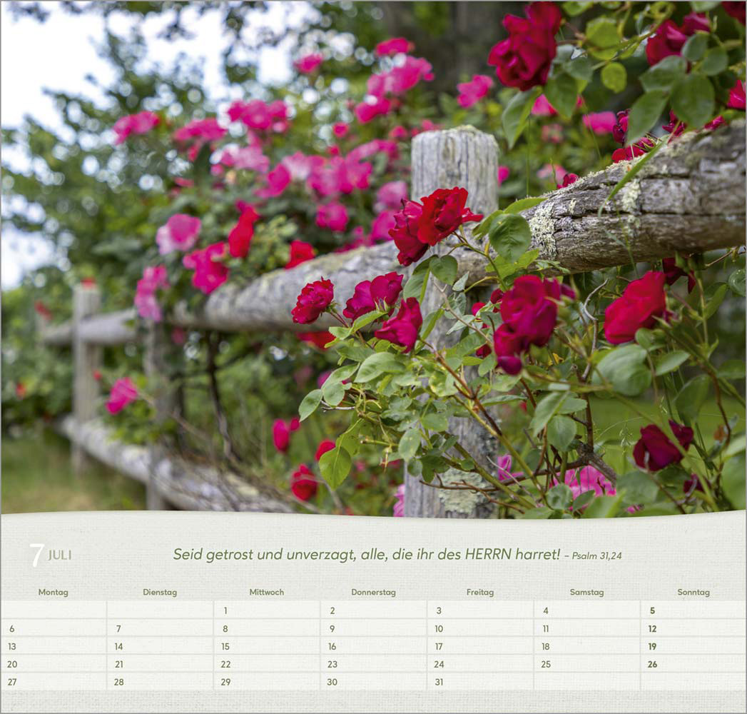 Rosen 2026 - Wandkalender