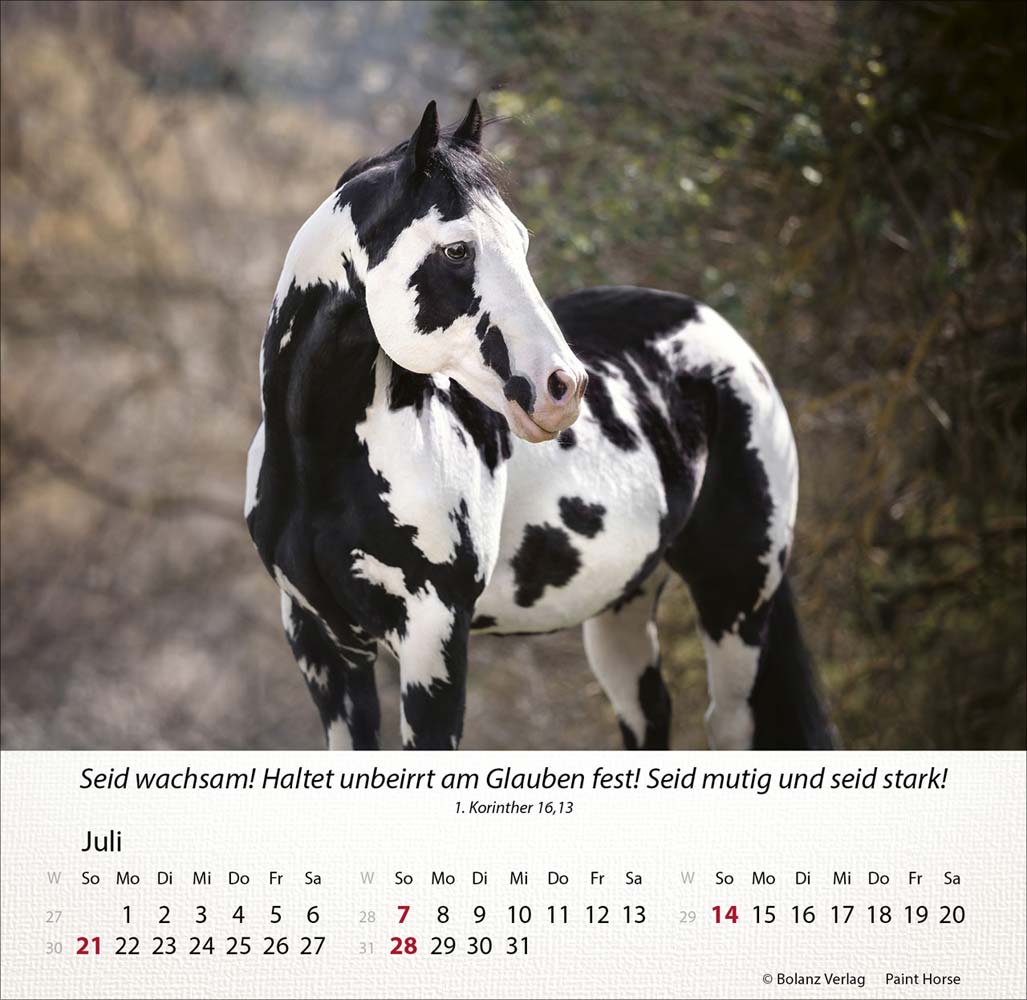 Pferde 2024 - Tischkalender Pferde 2024 - Tischkalender